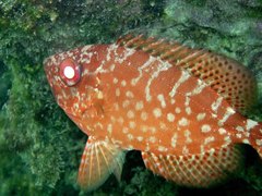 Heteropriacanthus carolinus