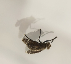 Platystoma seminationis