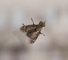 Platystoma seminationis