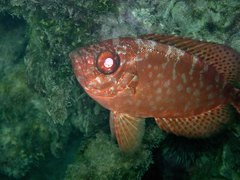 Heteropriacanthus carolinus