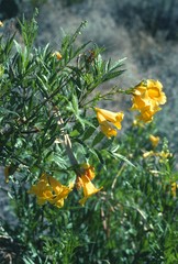 Tecoma stans angustata