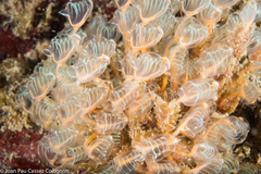 Clavelinidae