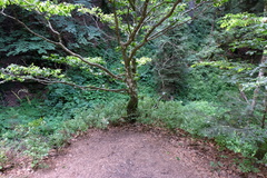 Lagerstroemia subcostata