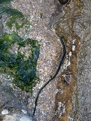 Eulalia clavigera