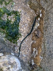 Eulalia clavigera