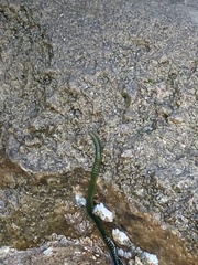 Eulalia clavigera