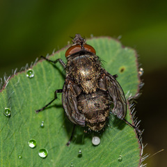 Polleniidae