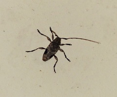 Aegomorphus lateralis