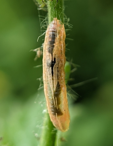 Common Dainty