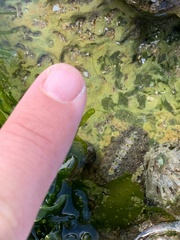 Acanthochitona