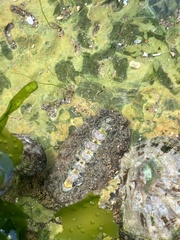 Acanthochitona