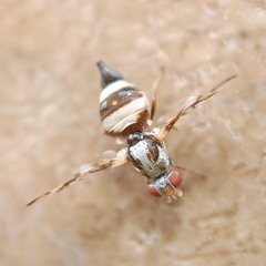Myennis octopunctata