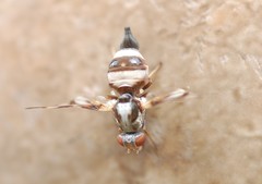 Myennis octopunctata