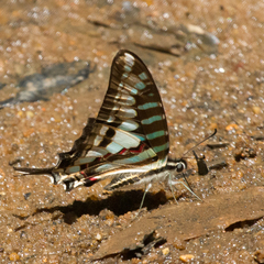 Graphium policenes policenes