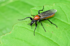Bibio hortulanus