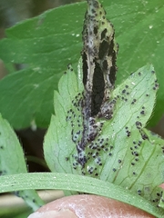 Synchytrium anemones