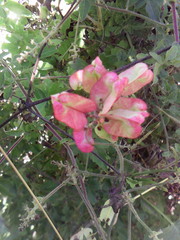 Serjania brachycarpa