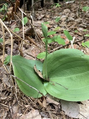 Platanthera orbiculata