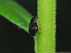 Clastoptera saintcyri