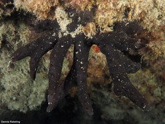 Chalinula parasimulans