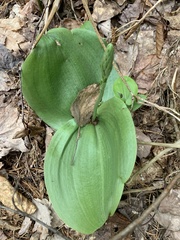 Platanthera orbiculata