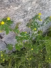 Medicago lupulina