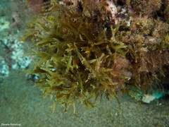 Cystoseira compressa