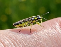 Rhogogaster picta