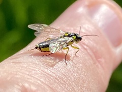 Rhogogaster picta