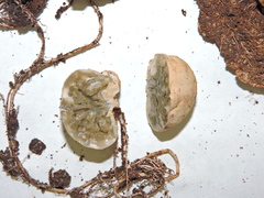 Protubera maracuja
