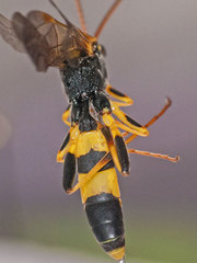 Amblyteles armatorius