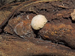 Protubera maracuja