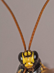 Amblyteles armatorius