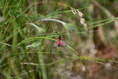 Zygaena sarpedon