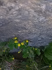 Medicago lupulina
