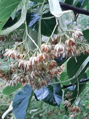 Tilia americana caroliniana