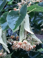 Tilia americana caroliniana