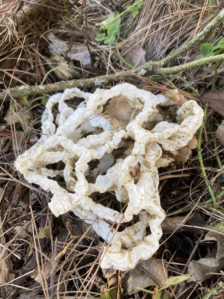 white basket fungus from Western Bay of Plenty, NZBP, NZ on June 02