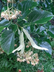 Tilia americana caroliniana