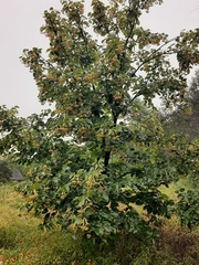 Tilia americana caroliniana