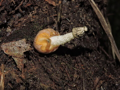 Phallus glutinolens