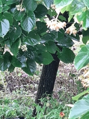 Tilia americana caroliniana