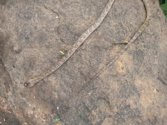 Leptodeira
