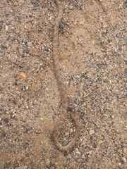 Leptodeira