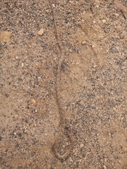 Leptodeira