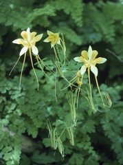 Aquilegia longissima