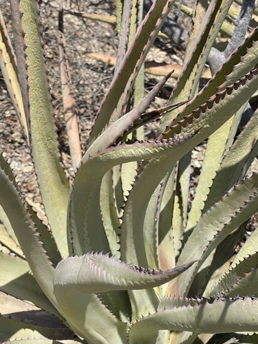 Baja California Sur Century Agave