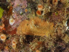 Phorbas fictitius