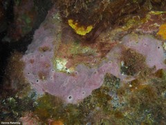 Haliclona fibulata