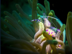 Ancylomenes sarasvati